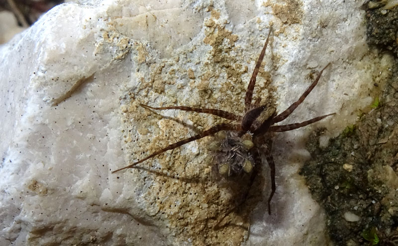 radiata o tarantula? Pardosa sp. (con prole) - Cimino (TN)